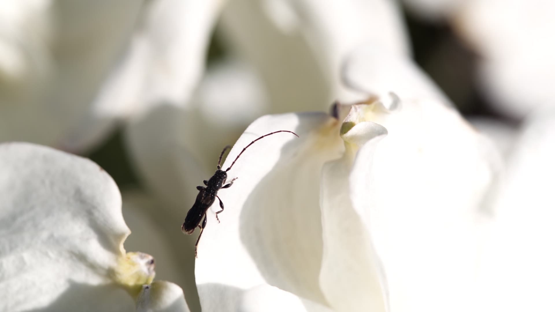 Longhorn Beetle — video still