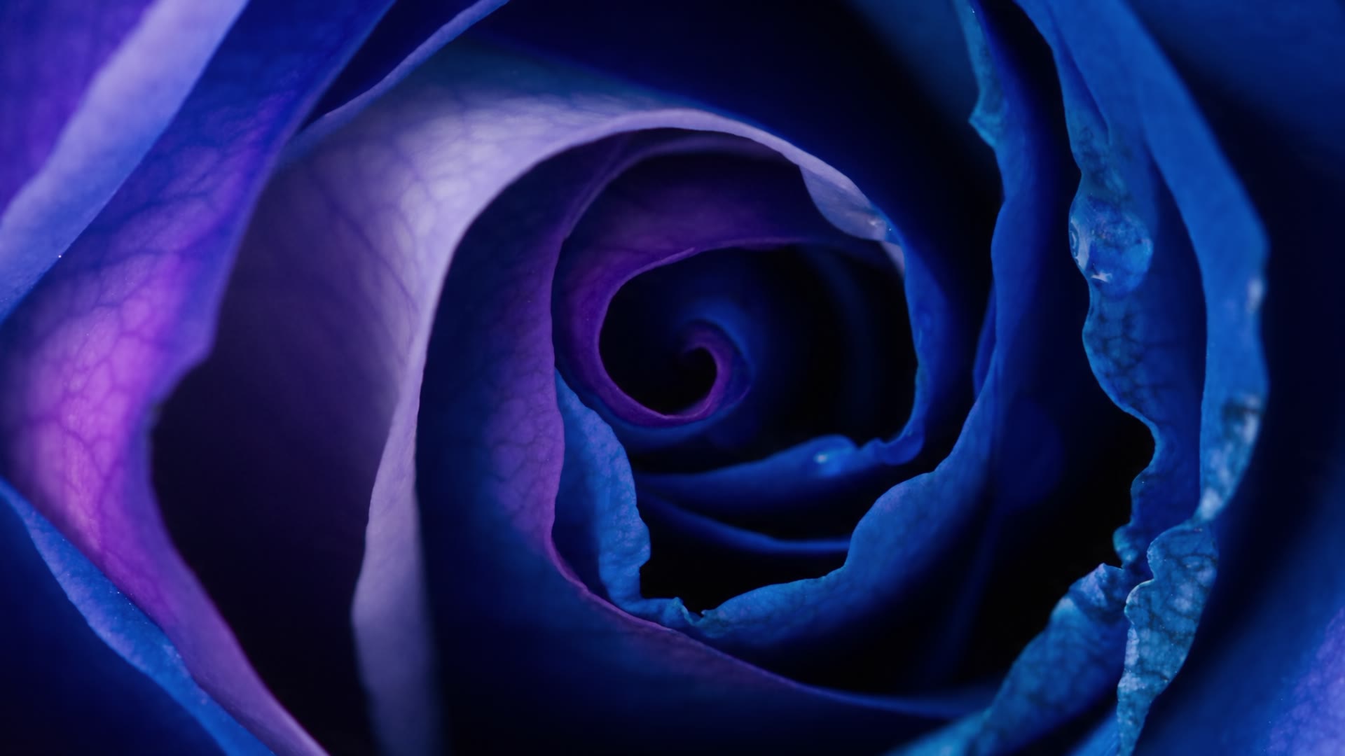 Blue Rose — video still