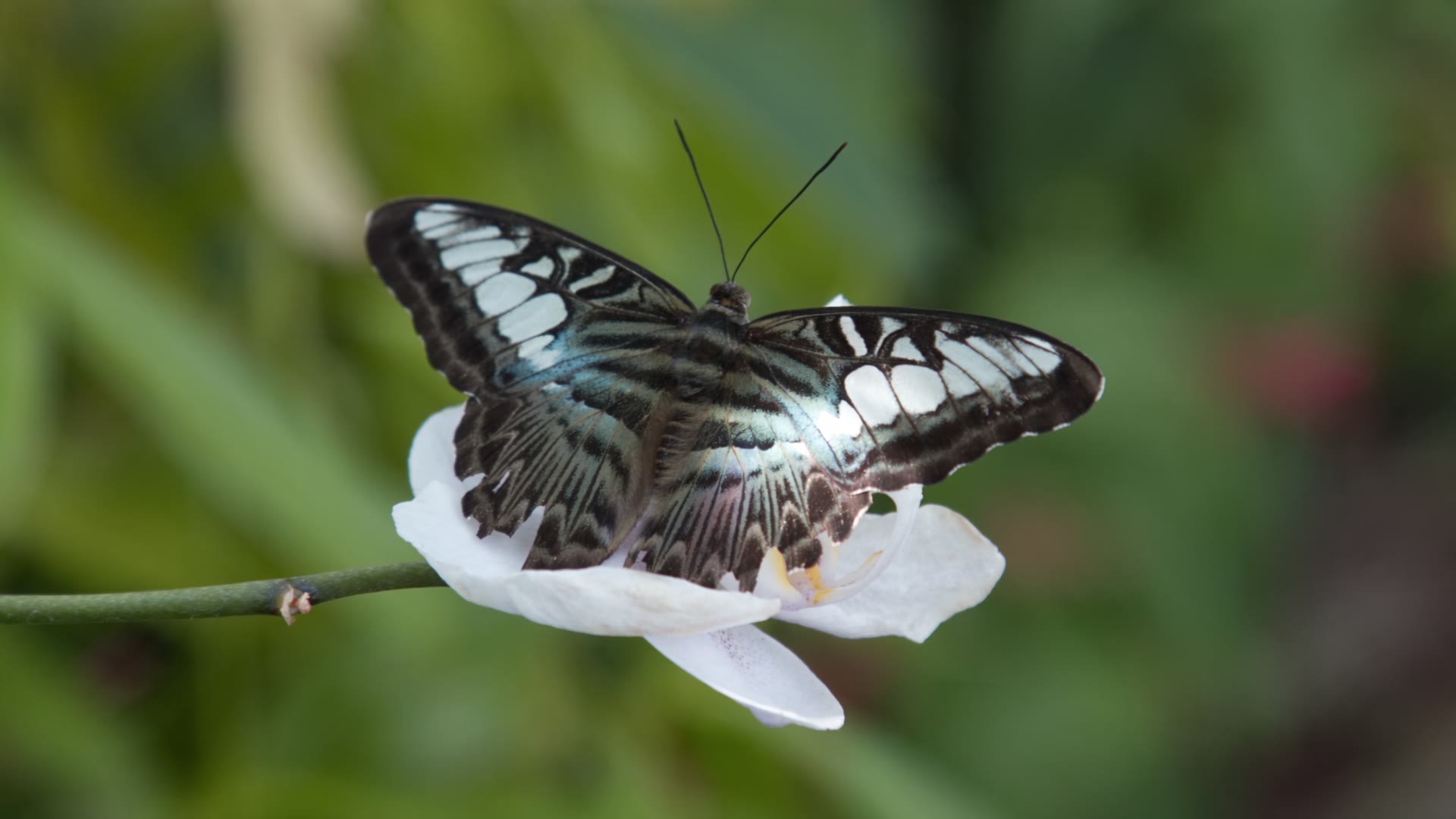 Clipper Butterfly — video still