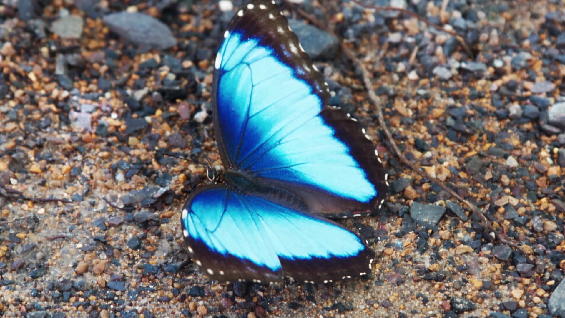 Blue Morpho — video still