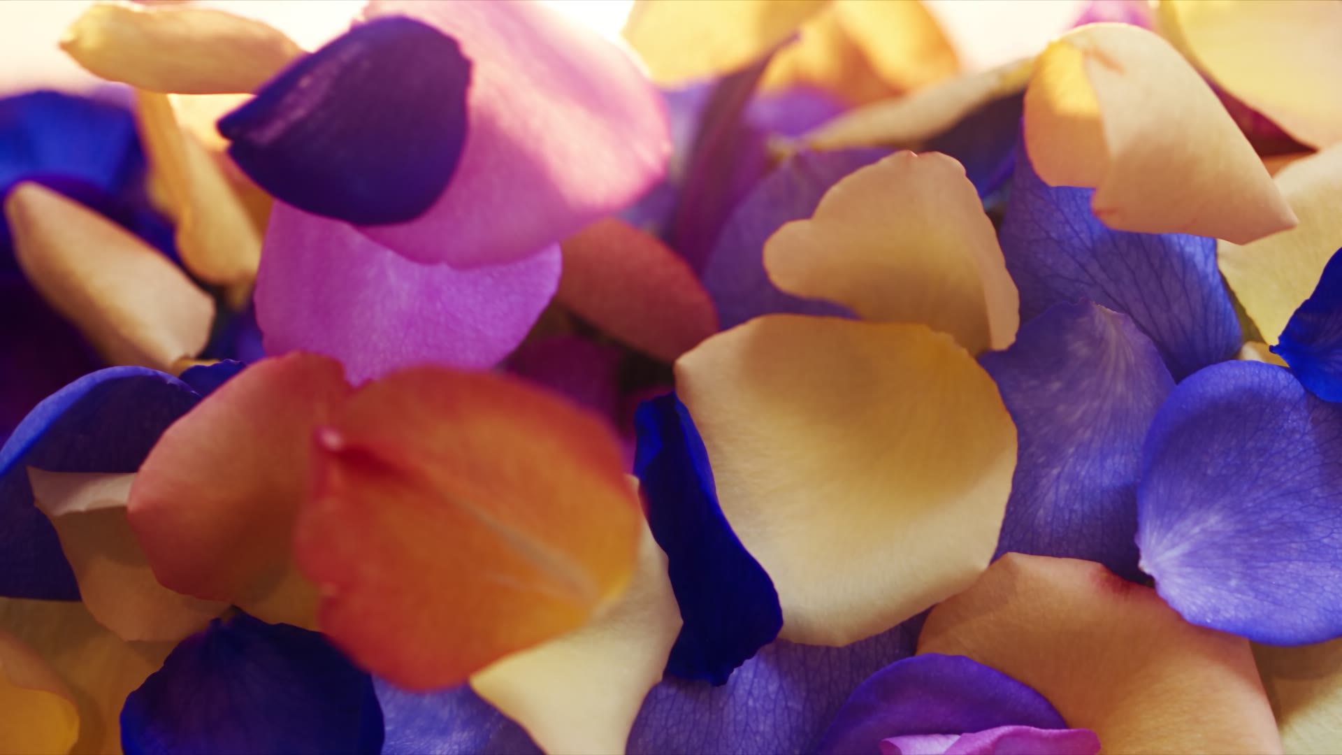 Petals — video still
