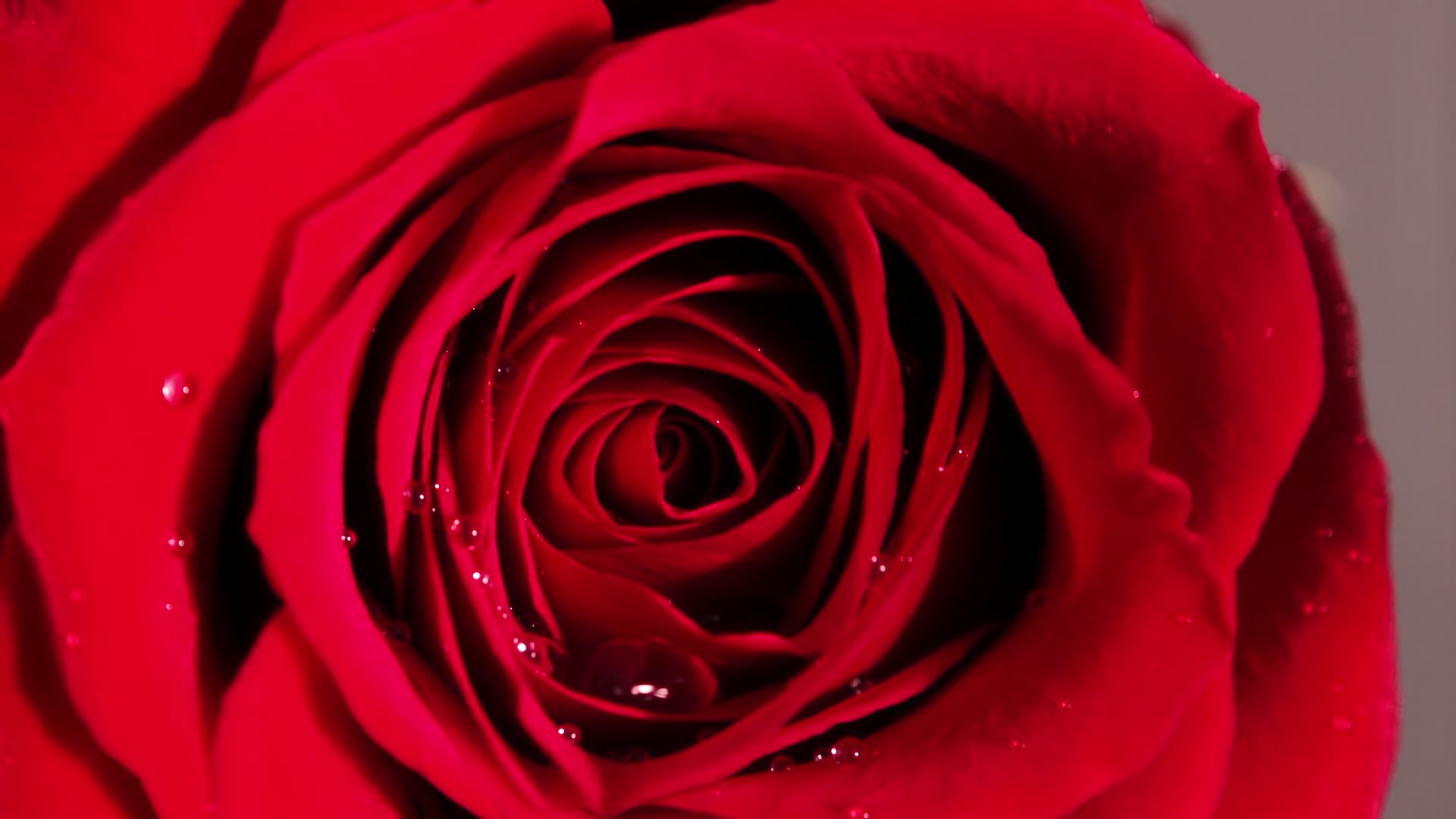Red Rose — video still