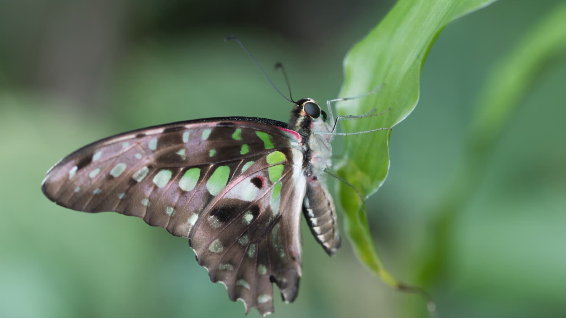 Tailed Jay — video still