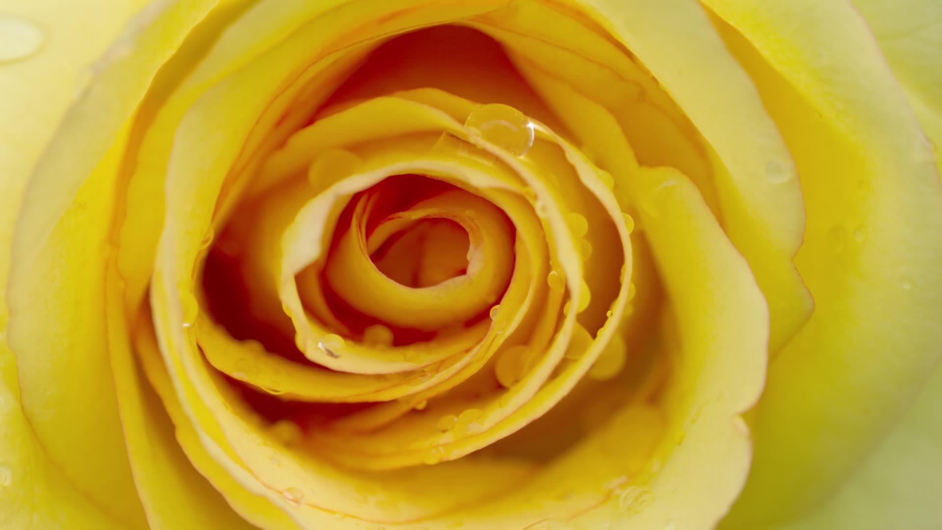 Yellow Rose — video still